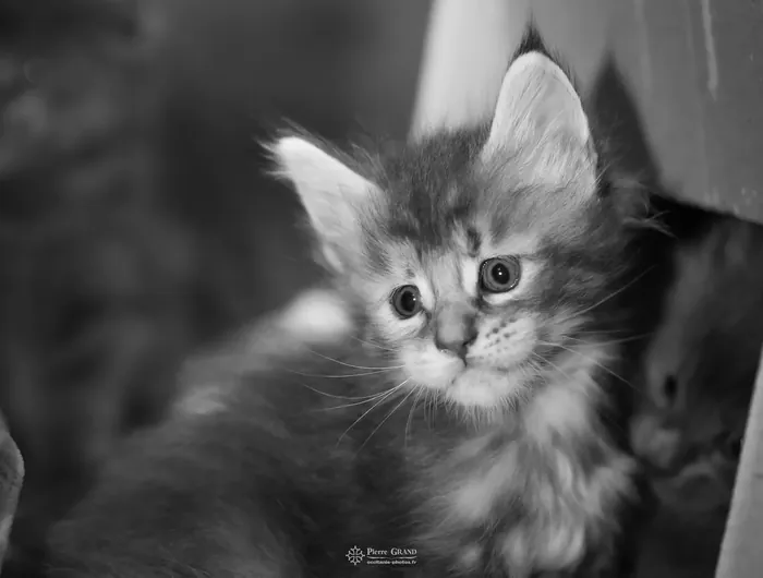 Abacoon's VLADIM, chaton Maine Coon de la portée du 5 octobre 2024, élevage Abacoon