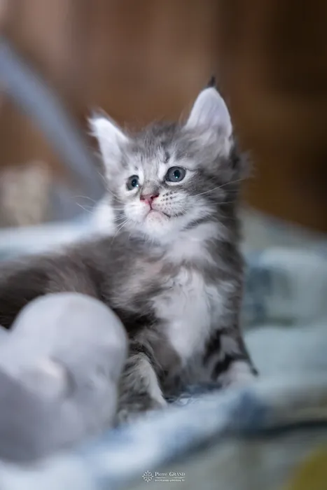Abacoon's VLADIM, chaton Maine Coon de la portée du 5 octobre 2024, élevage Abacoon