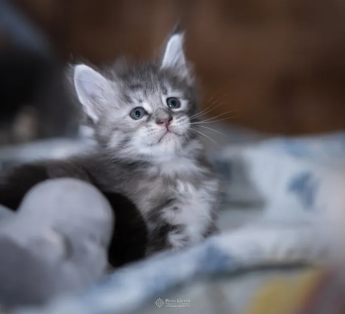 Abacoon's VLADIM, chaton Maine Coon de la portée du 5 octobre 2024, élevage Abacoon