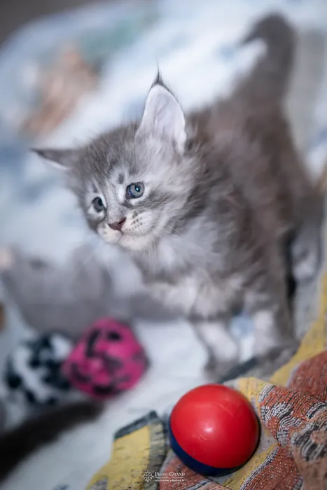 Abacoon's VLADIM, chaton Maine Coon de la portée du 5 octobre 2024, élevage Abacoon