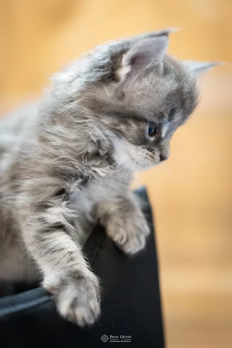 Abacoon's VARDA, chaton Maine Coon de la portée du 5 octobre 2024, élevage Abacoon