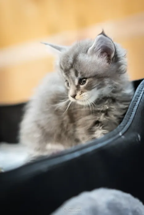 Abacoon's VARDA, chaton Maine Coon de la portée du 5 octobre 2024, élevage Abacoon