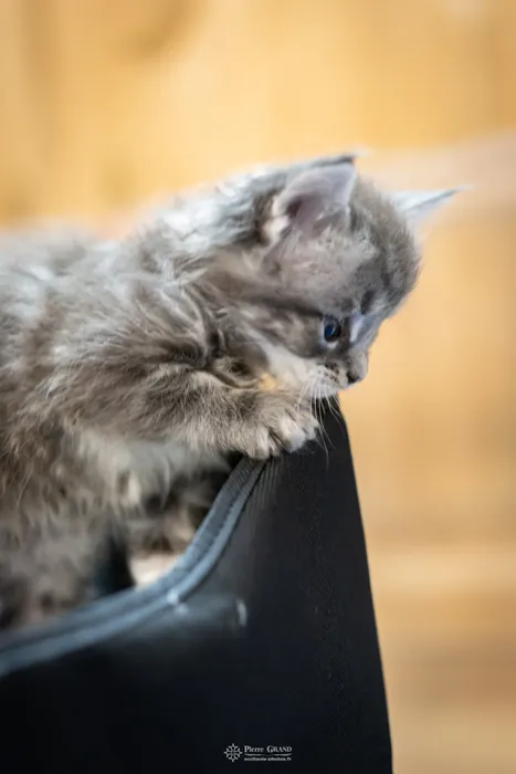 Abacoon's VARDA, chaton Maine Coon de la portée du 5 octobre 2024, élevage Abacoon