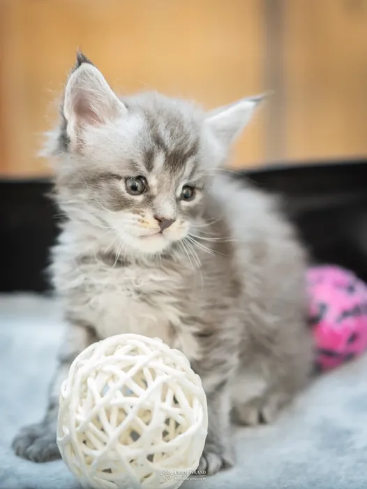 Abacoon's VARDA, chaton Maine Coon de la portée du 5 octobre 2024, élevage Abacoon