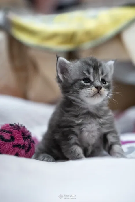 Abacoon's VARDA, chaton Maine Coon de la portée du 5 octobre 2024, élevage Abacoon