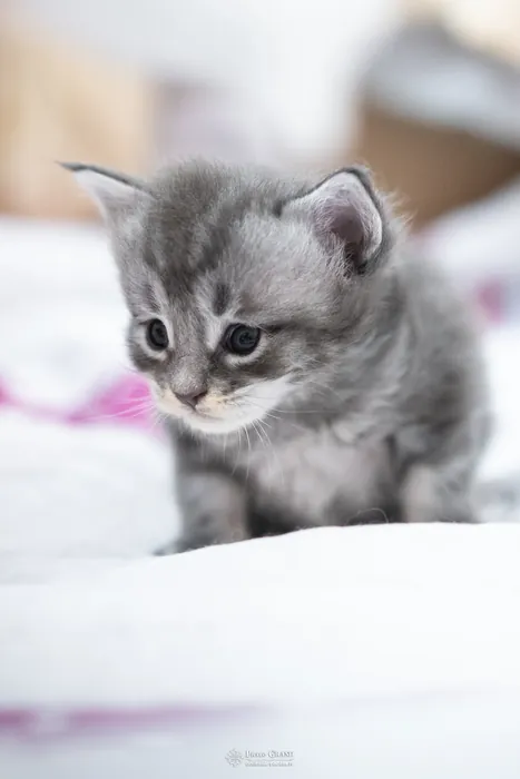 Abacoon's VARDA, chaton Maine Coon de la portée du 5 octobre 2024, élevage Abacoon
