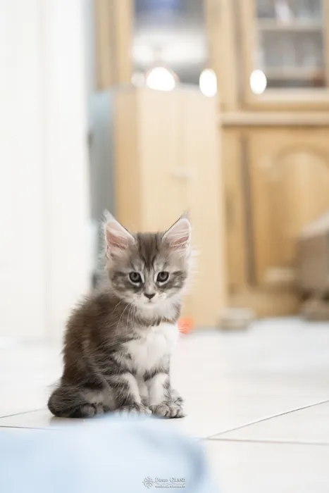 Abacoon's ALIZAH, chaton Maine Coon de la portée du 27 décembre 2025, élevage Abacoon
