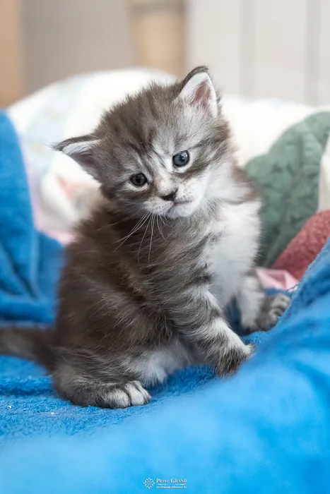Abacoon's ALIZAH, chaton Maine Coon de la portée du 27 décembre 2025, élevage Abacoon