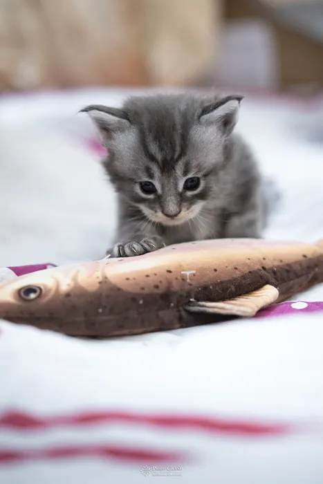 Abacoon's VARDA, chaton Maine Coon de la portée du 5 octobre 2024, élevage Abacoon