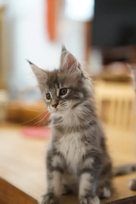 Abacoon's VARDA, chaton Maine Coon de la portée du 5 octobre 2024, élevage Abacoon