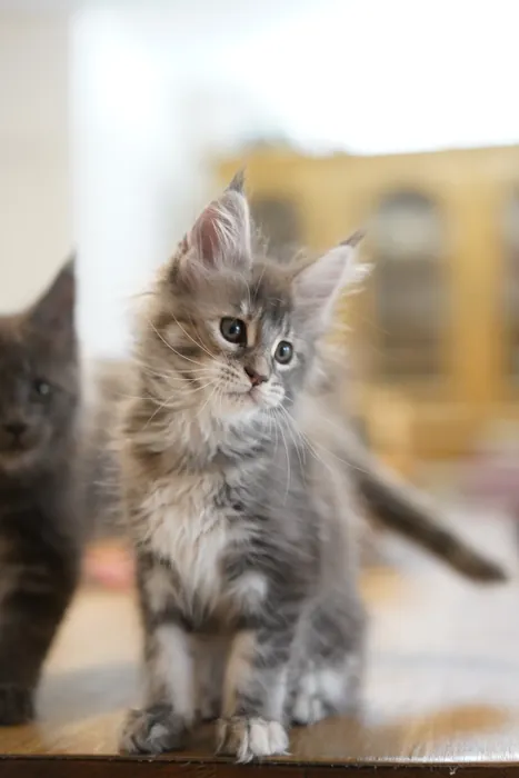 Abacoon's VARDA, chaton Maine Coon de la portée du 5 octobre 2024, élevage Abacoon