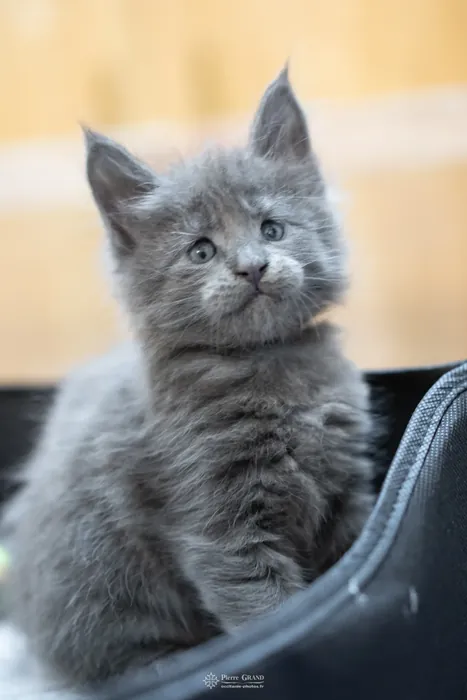 Abacoon's VICKY, chaton Maine Coon de la portée du 5 octobre 2024, élevage Abacoon
