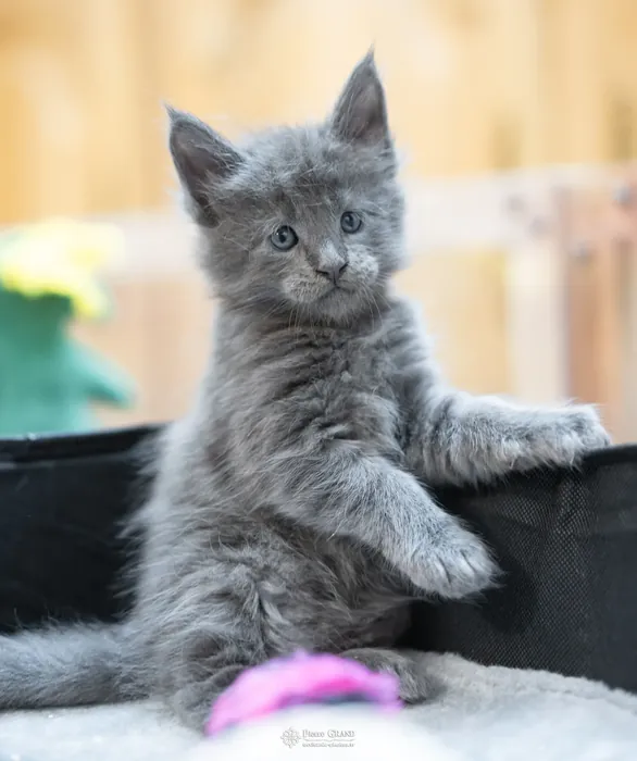 Abacoon's VICKY, chaton Maine Coon de la portée du 5 octobre 2024, élevage Abacoon