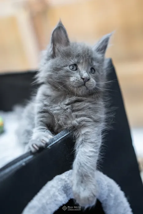 Abacoon's VICKY, chaton Maine Coon de la portée du 5 octobre 2024, élevage Abacoon