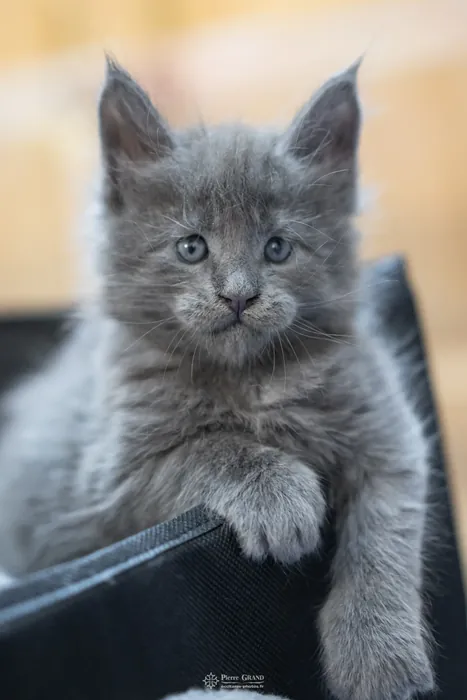 Abacoon's VICKY, chaton Maine Coon de la portée du 5 octobre 2024, élevage Abacoon