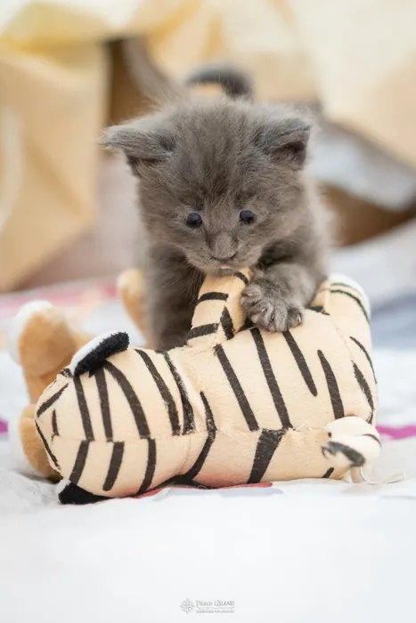 Abacoon's VICKY, chaton Maine Coon de la portée du 5 octobre 2024, élevage Abacoon