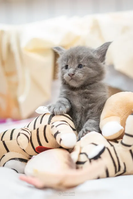 Abacoon's VICKY, chaton Maine Coon de la portée du 5 octobre 2024, élevage Abacoon
