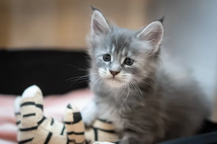 Abacoon's WILLOW, chaton Maine Coon de la portée du 5 octobre 2024, élevage Abacoon