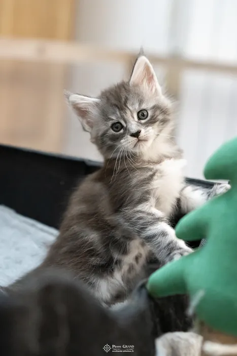 Abacoon's ALIZAH, chaton Maine Coon de la portée du 27 décembre 2025, élevage Abacoon