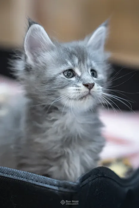 Abacoon's WILLOW, chaton Maine Coon de la portée du 5 octobre 2024, élevage Abacoon