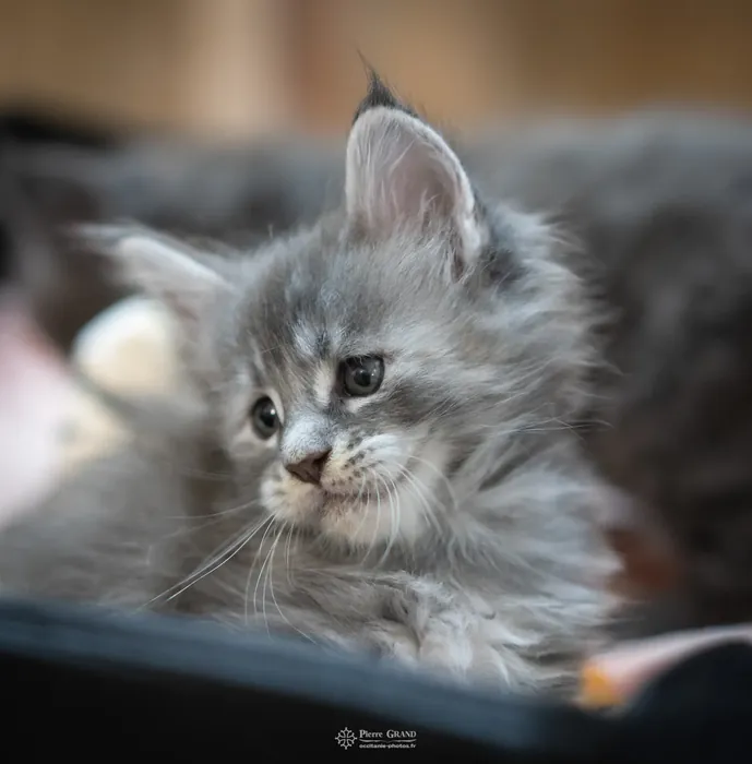 Abacoon's WILLOW, chaton Maine Coon de la portée du 5 octobre 2024, élevage Abacoon