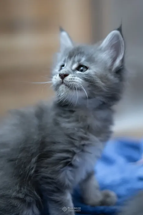 Abacoon's WILLOW, chaton Maine Coon de la portée du 5 octobre 2024, élevage Abacoon