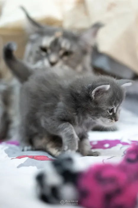 Abacoon's WILLOW, chaton Maine Coon de la portée du 5 octobre 2024, élevage Abacoon