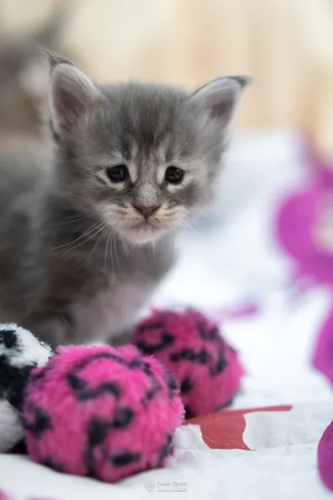 Abacoon's WILLOW, chaton Maine Coon de la portée du 5 octobre 2024, élevage Abacoon