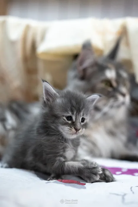 Abacoon's WILLOW, chaton Maine Coon de la portée du 5 octobre 2024, élevage Abacoon
