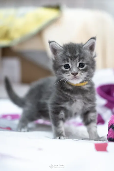 Abacoon's YODA, chaton Maine Coon de la portée du 5 octobre 2024, élevage Abacoon
