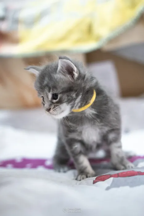 Abacoon's YODA, chaton Maine Coon de la portée du 5 octobre 2024, élevage Abacoon