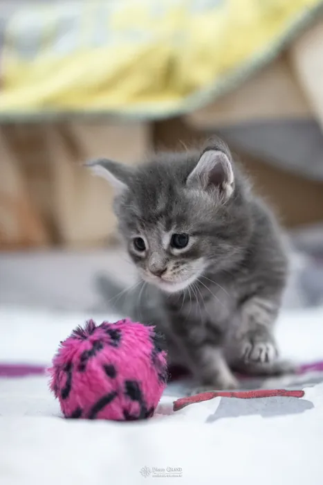 Abacoon's YODA, chaton Maine Coon de la portée du 5 octobre 2024, élevage Abacoon