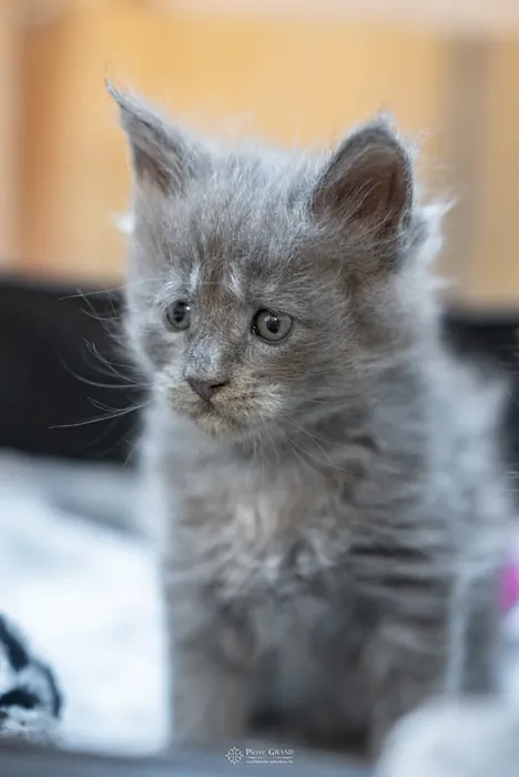 Abacoon's VLADIM, chaton Maine Coon de la portée du 5 octobre 2024, élevage Abacoon