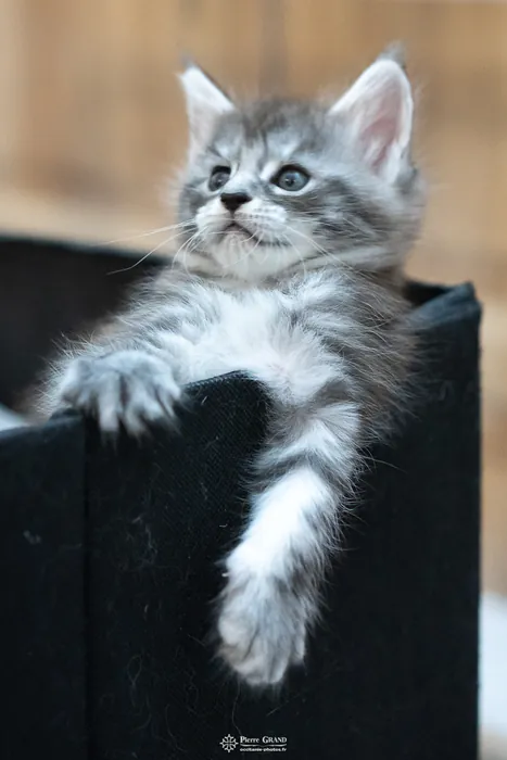 Abacoon's ALIZAH, chaton Maine Coon de la portée du 27 décembre 2025, élevage Abacoon