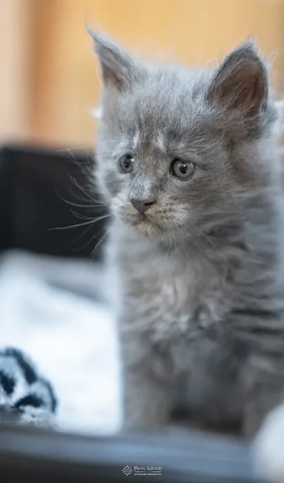 Abacoon's VLADIM, chaton Maine Coon de la portée du 5 octobre 2024, élevage Abacoon