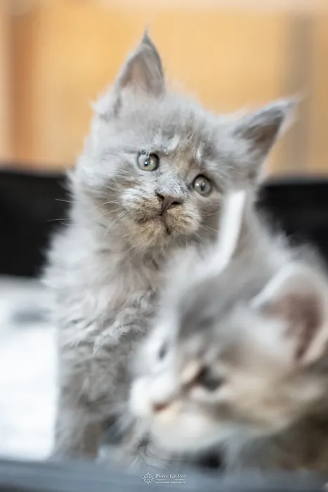 Abacoon's VLADIM, chaton Maine Coon de la portée du 5 octobre 2024, élevage Abacoon