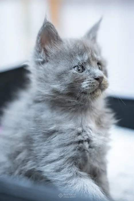 Abacoon's VLADIM, chaton Maine Coon de la portée du 5 octobre 2024, élevage Abacoon