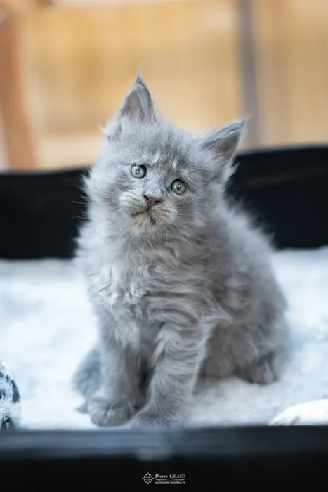 Abacoon's VLADIM, chaton Maine Coon de la portée du 5 octobre 2024, élevage Abacoon