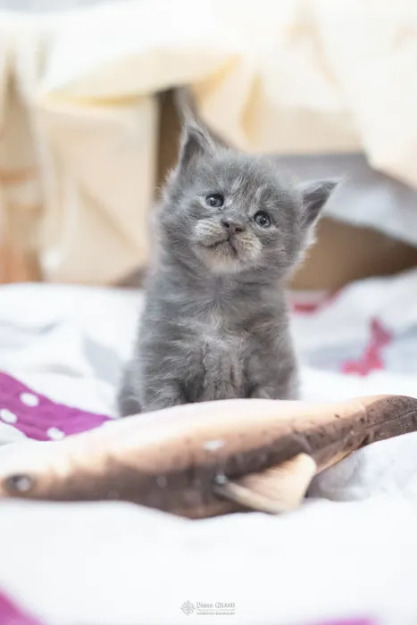 Abacoon's VLADIM, chaton Maine Coon de la portée du 5 octobre 2024, élevage Abacoon