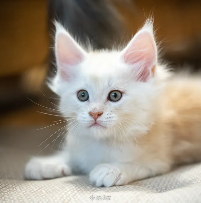 Abacoon's UTAH, chaton Maine Coon de la portée du 13 octobre 2023, élevage Abacoon