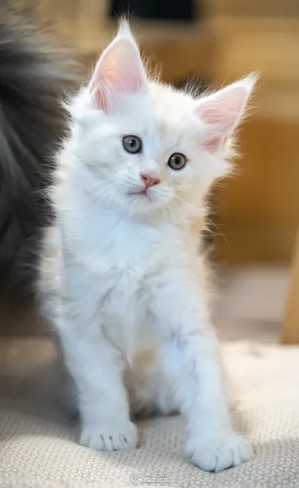 Abacoon's UTAH, chaton Maine Coon de la portée du 13 octobre 2023, élevage Abacoon