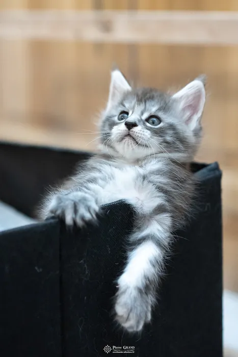 Abacoon's ALIZAH, chaton Maine Coon de la portée du 27 décembre 2025, élevage Abacoon