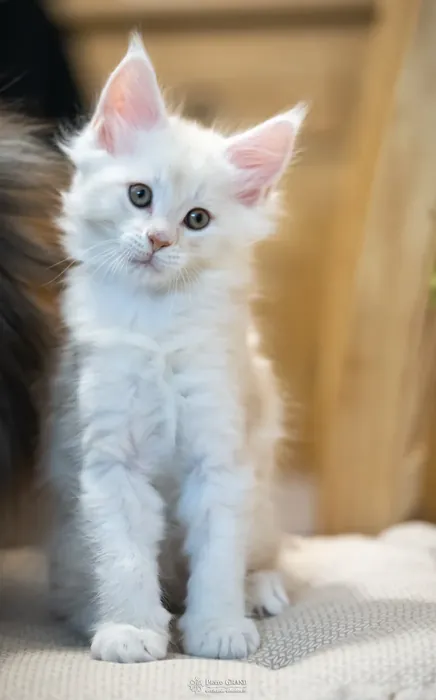 Abacoon's UTAH, chaton Maine Coon de la portée du 13 octobre 2023, élevage Abacoon