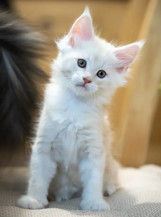 Abacoon's UTAH, chaton Maine Coon de la portée du 13 octobre 2023, élevage Abacoon