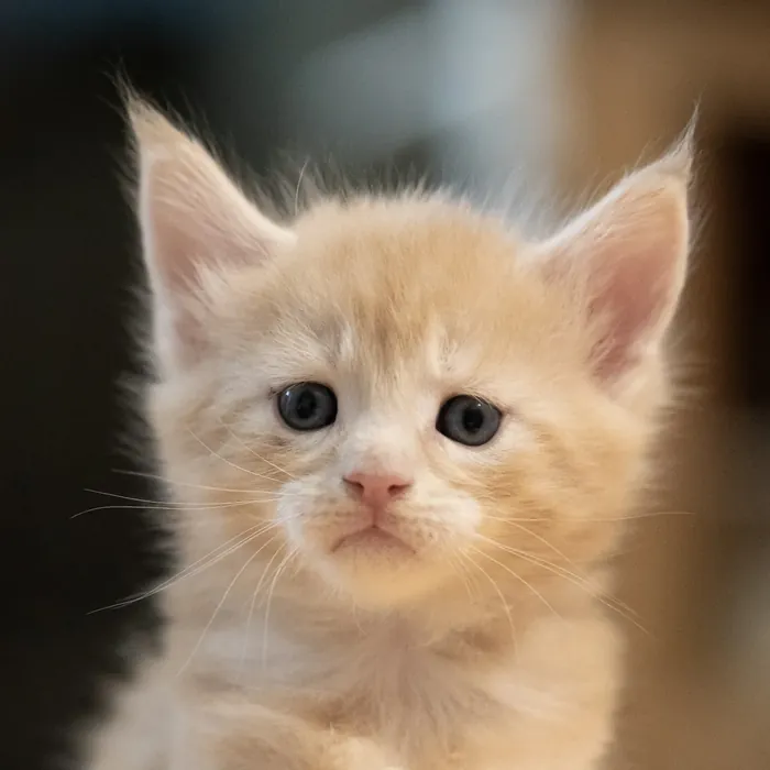 Abacoon's URS, chaton Maine Coon de la portée du 13 octobre 2023, élevage Abacoon