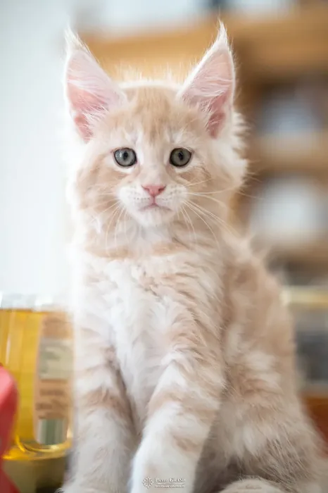 Abacoon's URS, chaton Maine Coon de la portée du 13 octobre 2023, élevage Abacoon