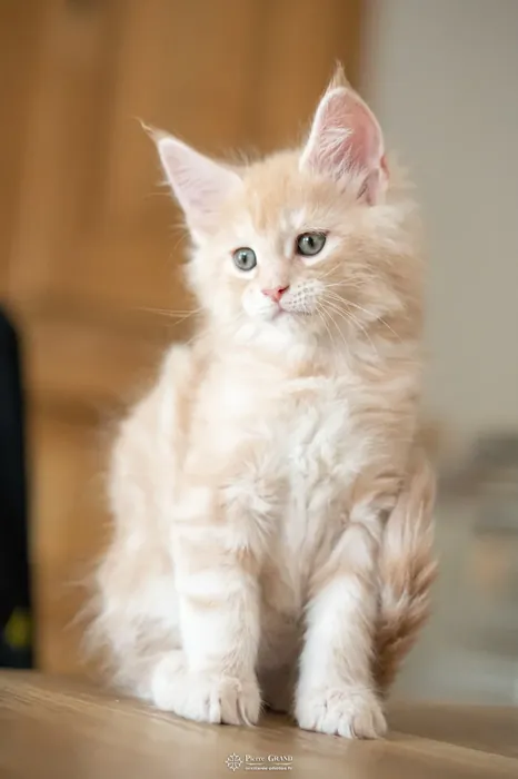 Abacoon's URS, chaton Maine Coon de la portée du 13 octobre 2023, élevage Abacoon