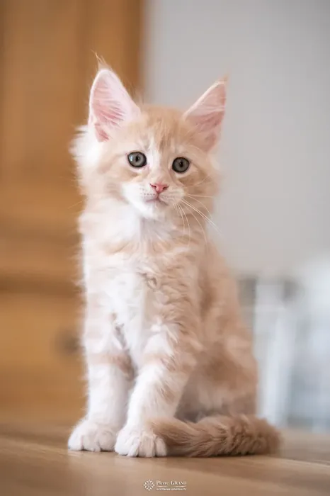 Abacoon's URS, chaton Maine Coon de la portée du 13 octobre 2023, élevage Abacoon