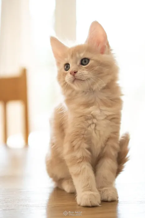 Abacoon's URS, chaton Maine Coon de la portée du 13 octobre 2023, élevage Abacoon