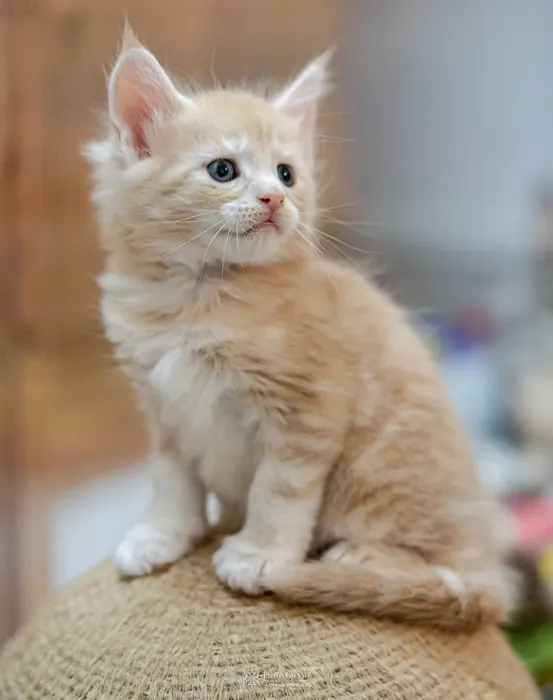 Abacoon's URS, chaton Maine Coon de la portée du 13 octobre 2023, élevage Abacoon